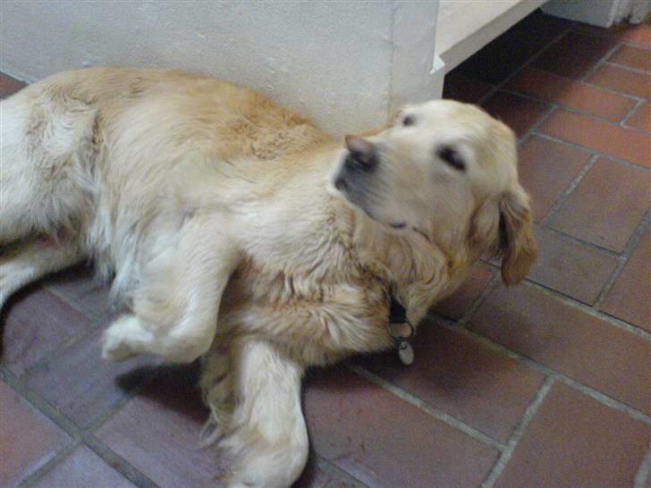 Golden retriever alet billede 2