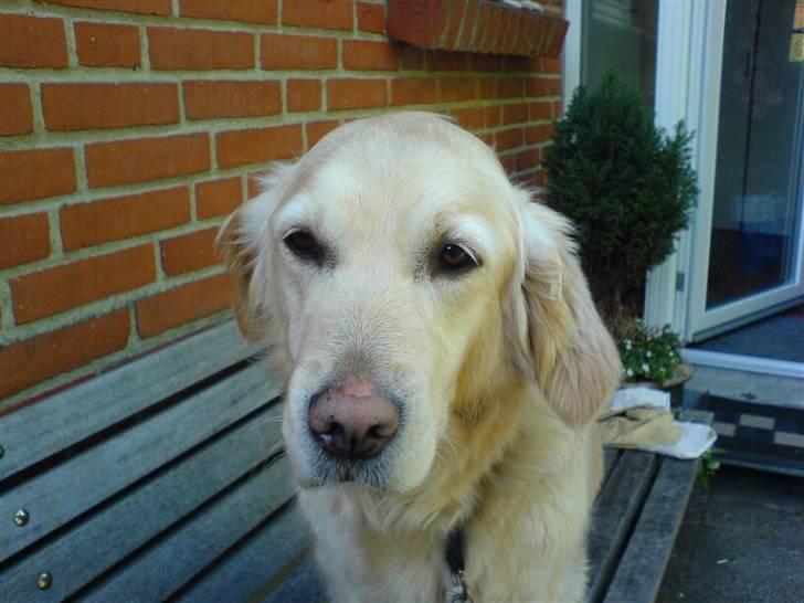 Golden retriever alet billede 3