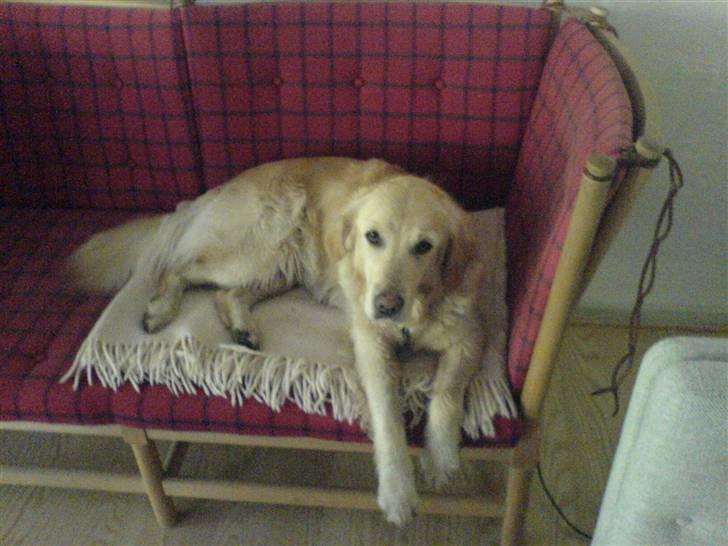 Golden retriever alet billede 4