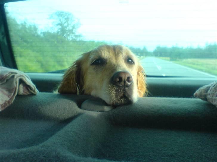 Golden retriever alet billede 5