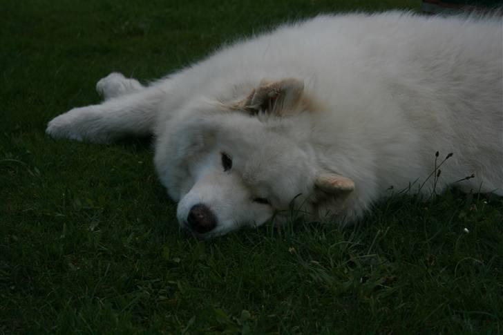 Samojedhund Bamse - Zzzzzzzzz billede 17