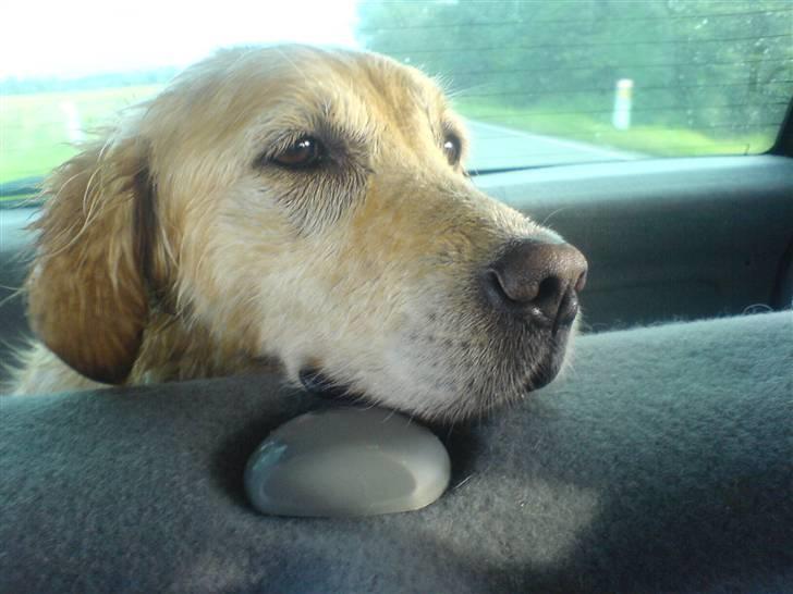 Golden retriever alet billede 6