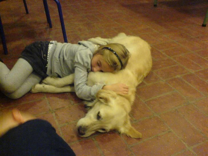 Golden retriever alet billede 7