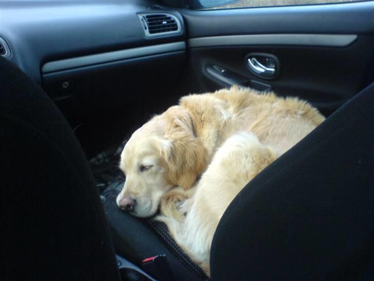 Golden retriever alet billede 8