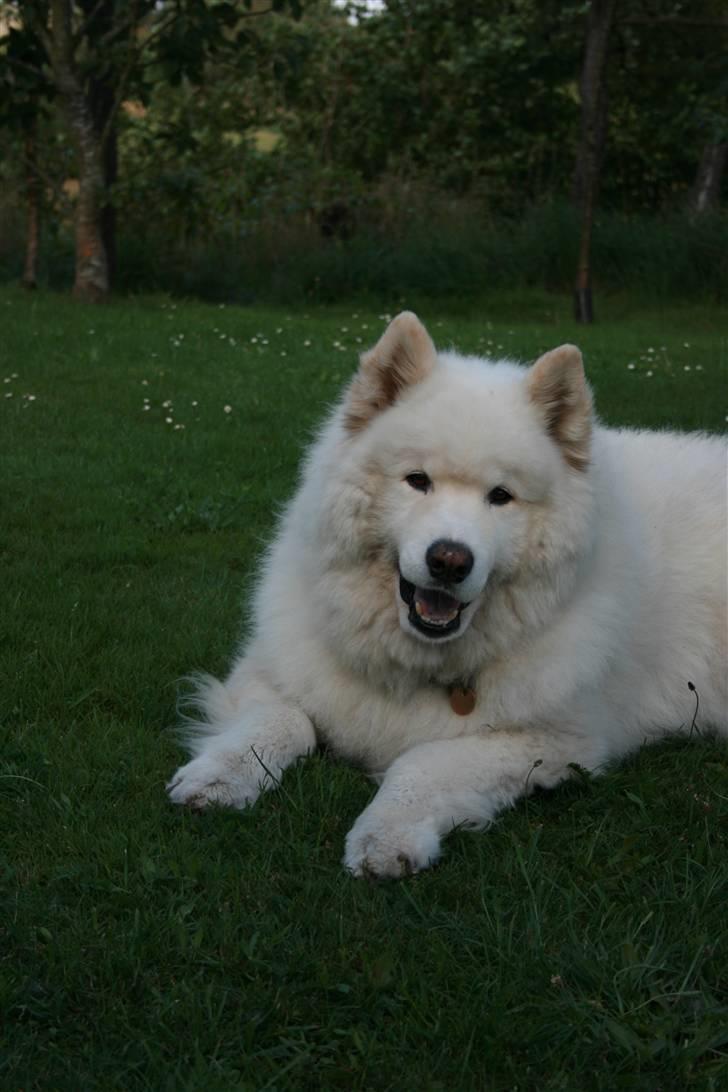 Samojedhund Bamse - Sikke et smil :)  billede 18