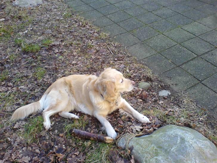 Golden retriever alet billede 9