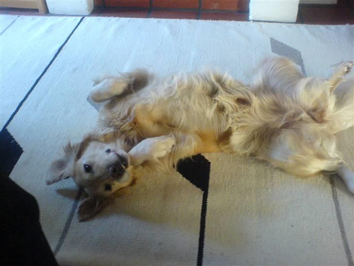 Golden retriever alet billede 10