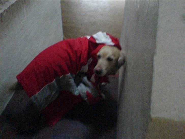 Golden retriever alet billede 11