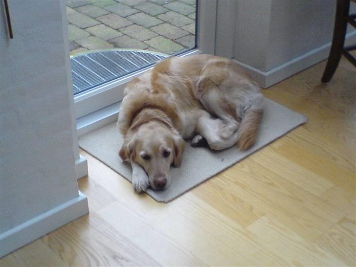 Golden retriever alet billede 12