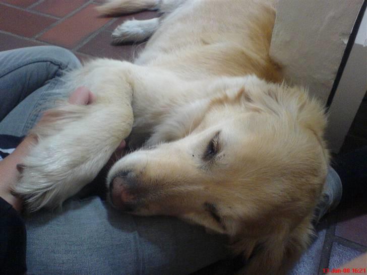 Golden retriever alet billede 13