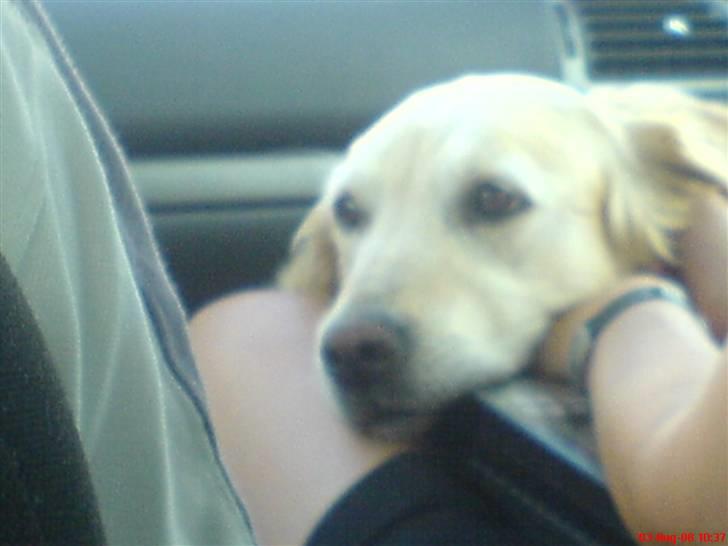 Golden retriever alet billede 15