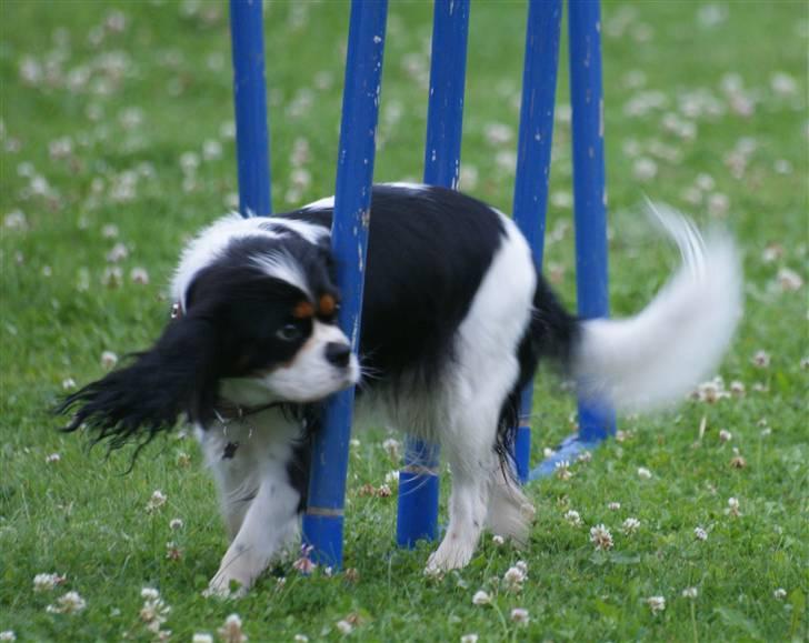 Cavalier king charles spaniel Bianca  - Agility (Slalom :D) billede 1