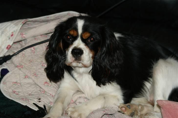 Cavalier king charles spaniel Bianca  - her ligger jeg godt ;) billede 2