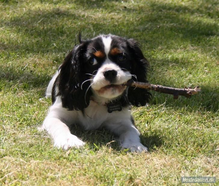 Cavalier king charles spaniel Bianca  - Bianca + pind .) billede 3