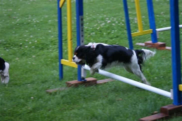 Cavalier king charles spaniel Bianca  - Om mandagen går jeg til agility med Bianca billede 4