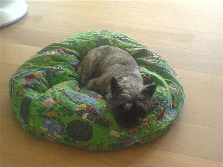 Cairn terrier Zeus - se min lille prins:D<3 billede 9