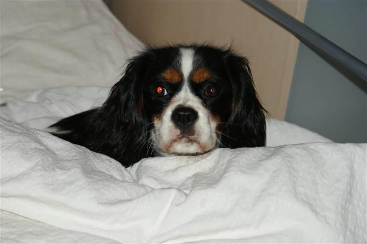 Cavalier king charles spaniel Bianca  - putte hund :D billede 5