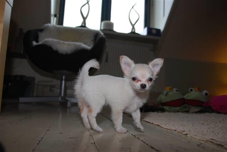 Chihuahua Donna Aka Svesken ell mus - Her er jeg på besøg hos Stine billede 15