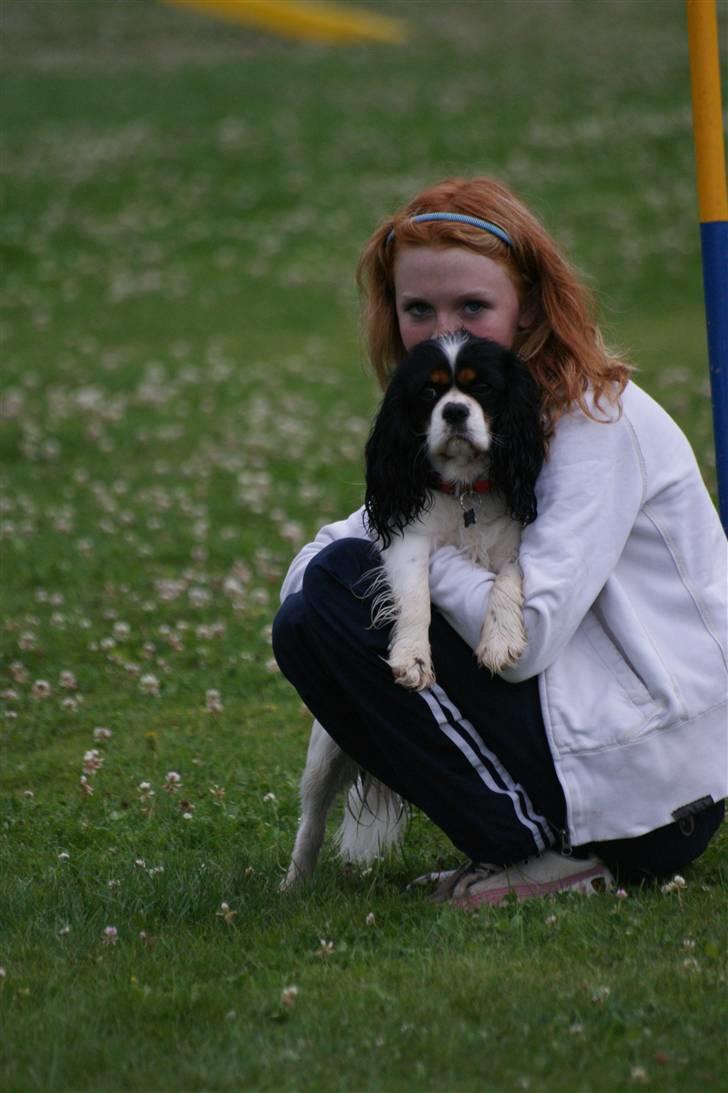 Cavalier king charles spaniel Bianca  - hva er der ?? :) billede 6