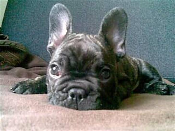 Fransk bulldog Milo R.I.P. - 8 uger gammel og lige vågnet billede 5