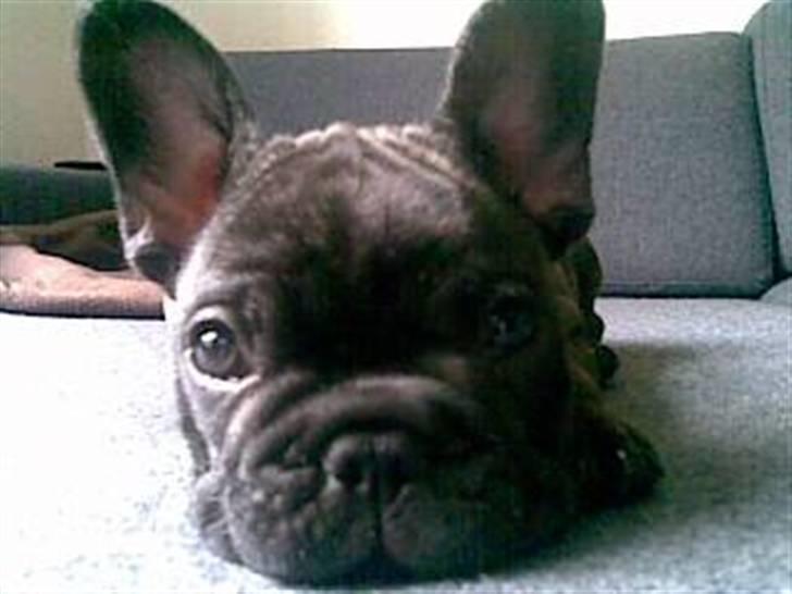 Fransk bulldog Milo R.I.P. - Er jeg ikk nuttet? billede 7