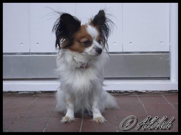 Papillon Debbi billede 1