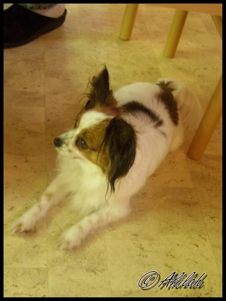 Papillon Debbi billede 2