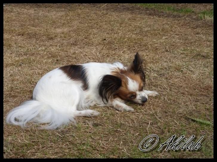 Papillon Debbi billede 3