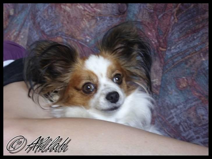 Papillon Debbi billede 4