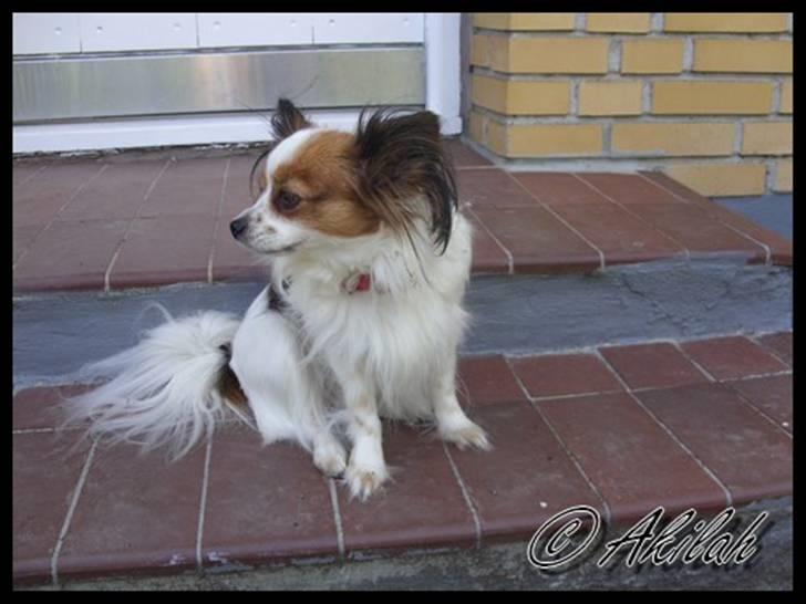 Papillon Debbi billede 5