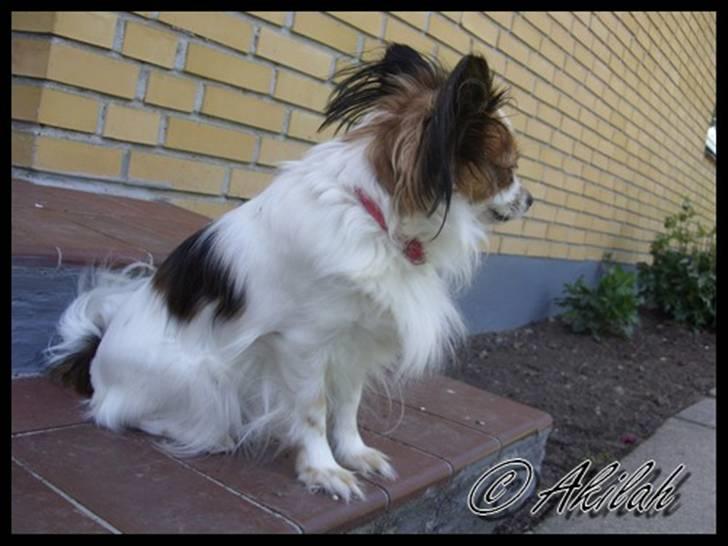 Papillon Debbi billede 6