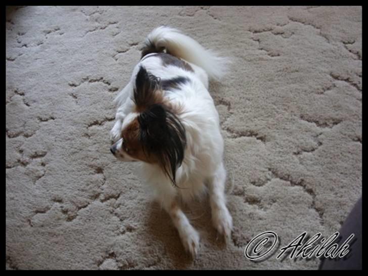 Papillon Debbi billede 7