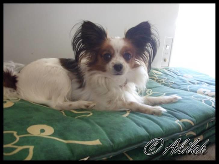 Papillon Debbi billede 8