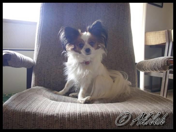 Papillon Debbi billede 9