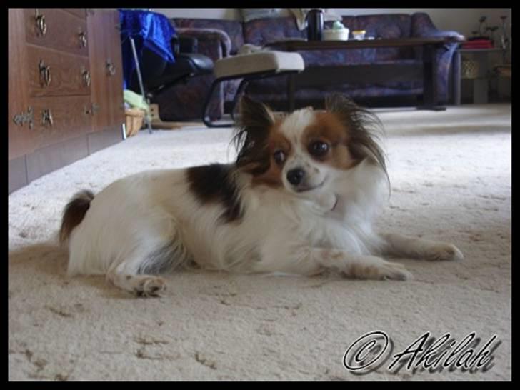 Papillon Debbi billede 10