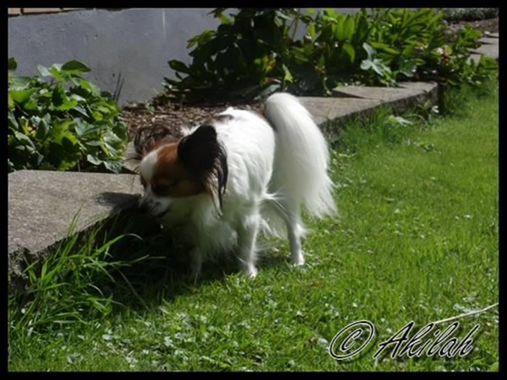 Papillon Debbi billede 11