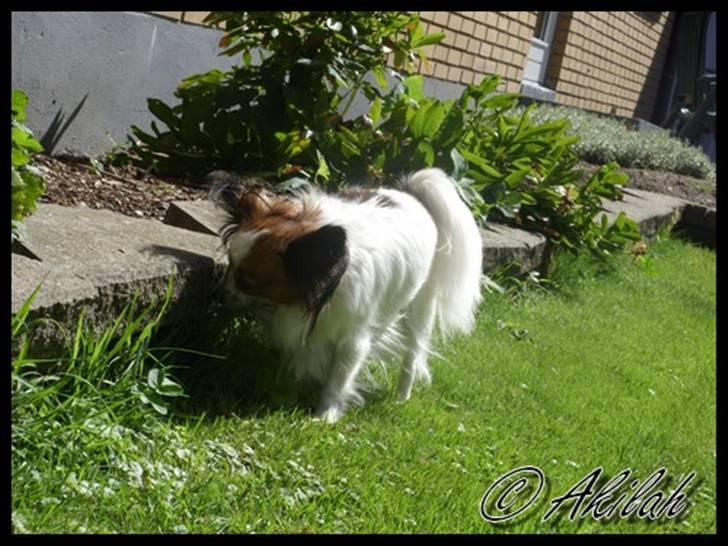 Papillon Debbi billede 12