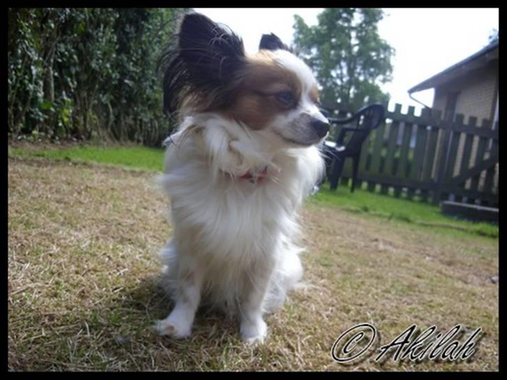 Papillon Debbi billede 13