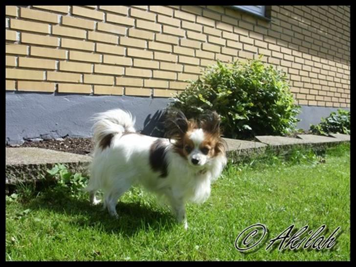 Papillon Debbi billede 14