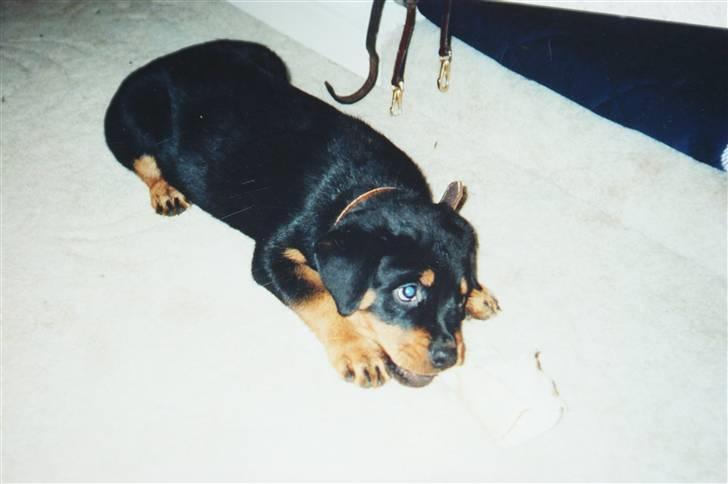 Rottweiler Freja  billede 7