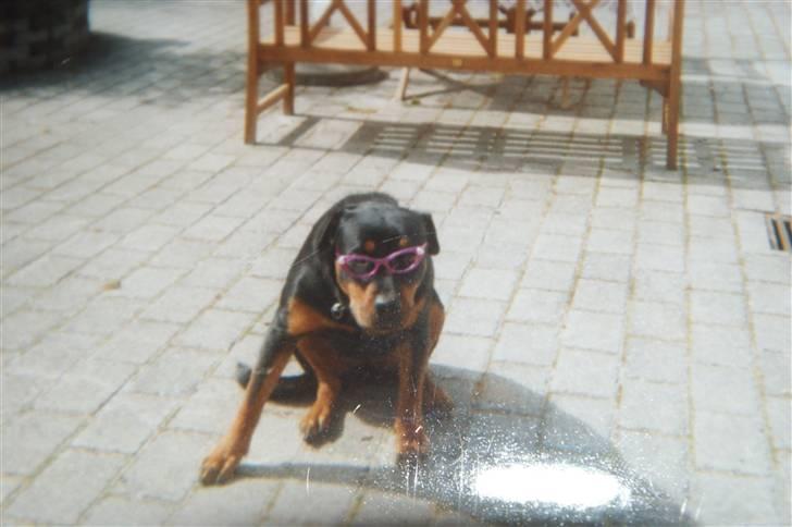 Rottweiler Freja  billede 8
