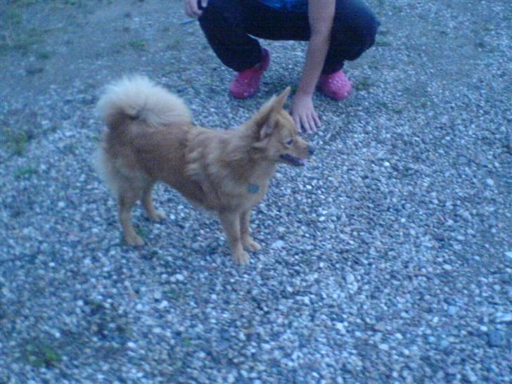 Blanding af racer soffie - hun var  ude i blæse vejr billede 19