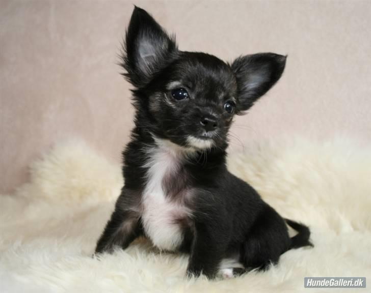 Chihuahua Misha - Smukkere pige findes ikke :) billede 1