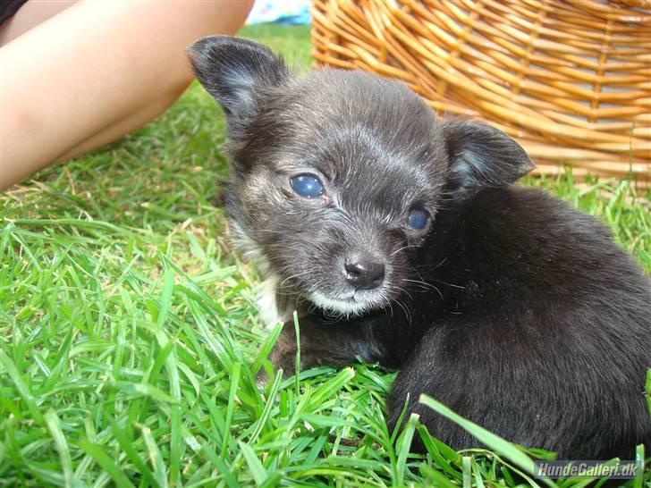 Chihuahua Misha billede 2