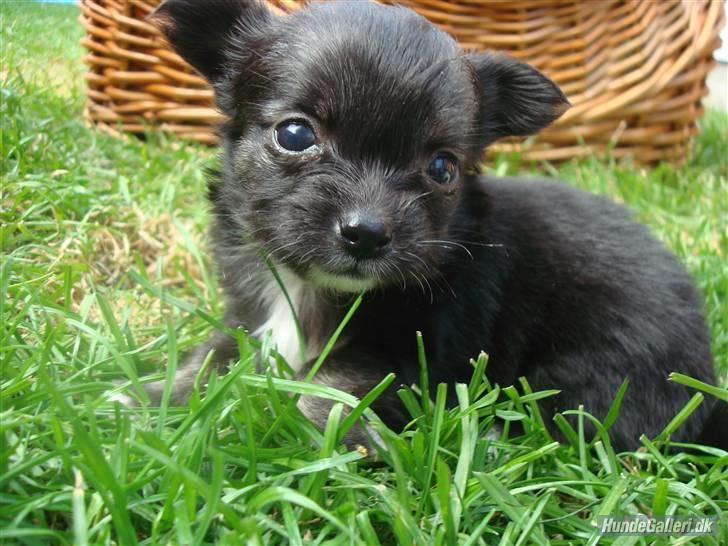 Chihuahua Misha billede 3