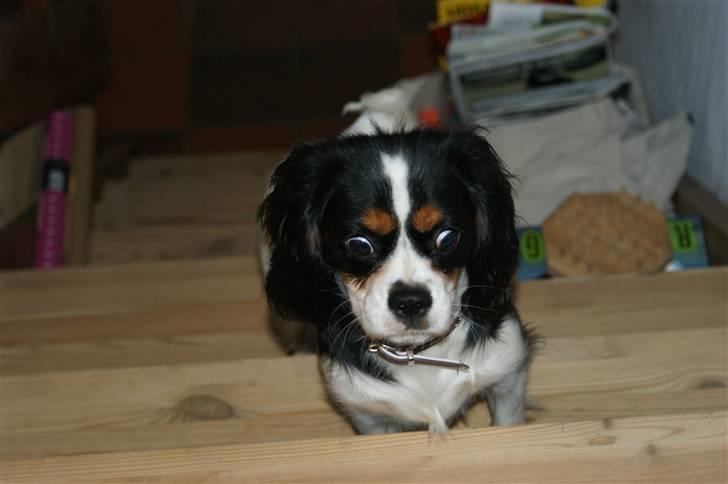 Cavalier king charles spaniel Bianca  - hvorfor må jeg ikke komme med?:)  (se lige mine øjne) hehe :b billede 7