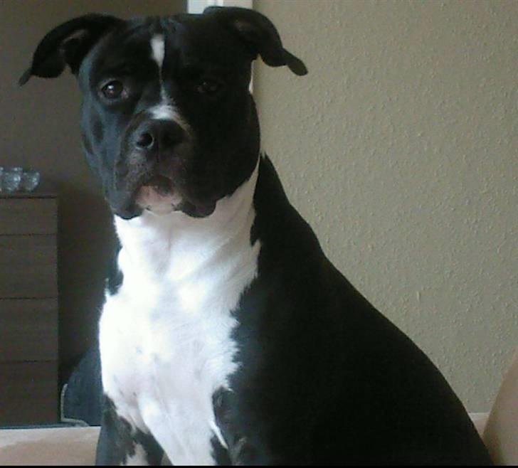 Blanding af racer KAZU billede 13