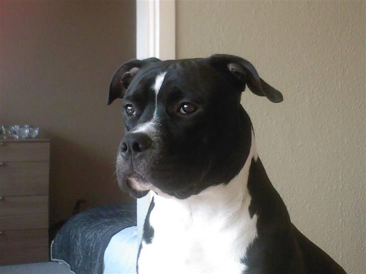 Blanding af racer KAZU billede 14