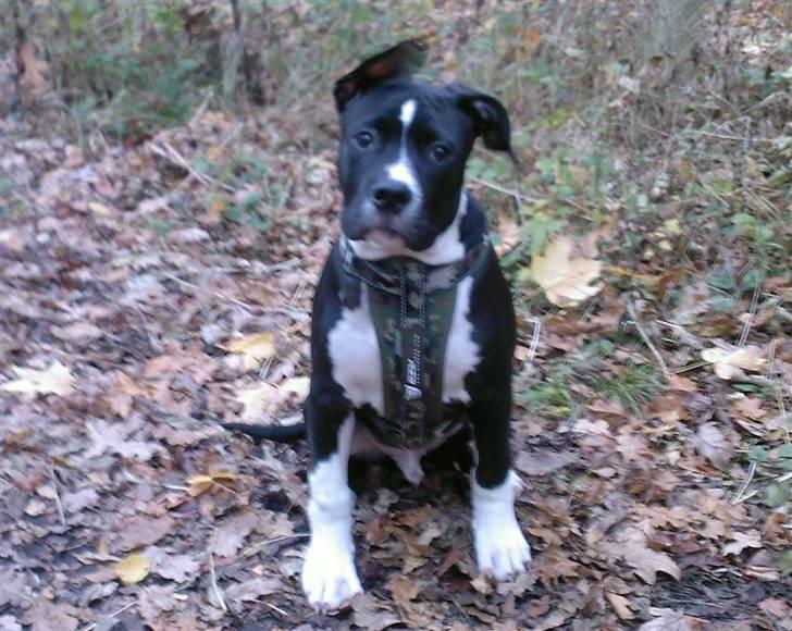 Blanding af racer KAZU billede 15