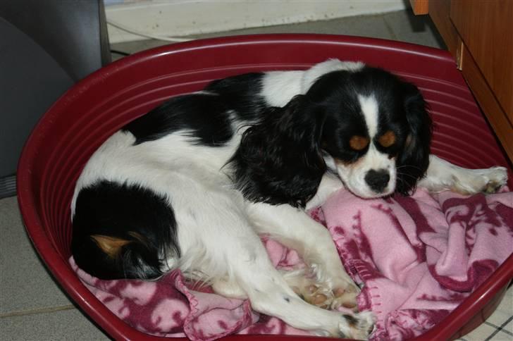 Cavalier king charles spaniel Bianca  - her ligger jeg i min prinsesse kurv :-) billede 8